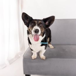 Australian Cattle Dog and Cardigan Welsh Corgi All Grown Up from Shinra Cardigans and Teyvat ACDs