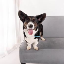 Australian Cattle Dog and Cardigan Welsh Corgi All Grown Up from Shinra Cardigans and Teyvat ACDs