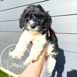 Red - Tri-color male Bernedoodle puppy in Rockwall, Texas from Glory Doodles
