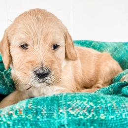 Golden Aussiedoodles, Goldendoodles, and Poodles from Kama'aina Doodles