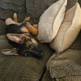 German Shepherd Puppies from Ewig Krieger Kennels