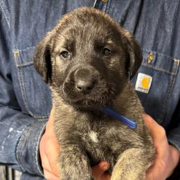 H.D Dark Blue Boy - Brindle male Anatolian Shepherd Dog puppy in Frenchtown, Montana from Apex Anatolians