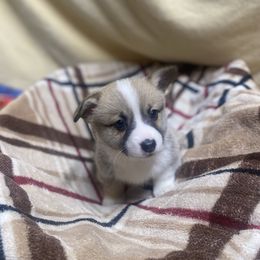 Charlie - Sable male Pembroke Welsh Corgi puppy in Urbana, Ohio from Edgewood Farm and Kennel