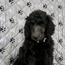 Grey Girl - Blue female Poodle puppy in East Wenatchee, Washington from Stylish Standards