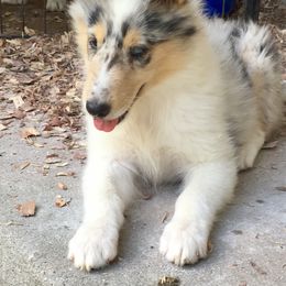 Collie Puppies from Goodwin Collies