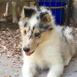 Collie Puppies from Goodwin Collies