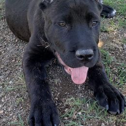 Cane Corso from Maselli Cane Corso