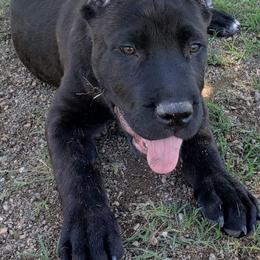 Cane Corso from Maselli Cane Corso
