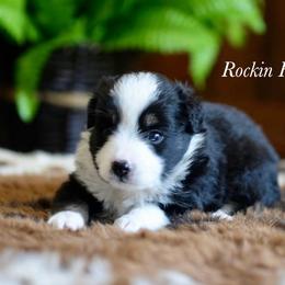 Btf 1 - Black tri female Toy Australian Shepherd puppy in Russellville, Arkansas from Rockin H Aussies