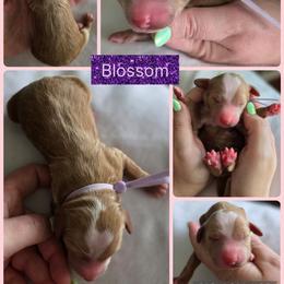 Blossom - Red  female Goldendoodle puppy in Decatur, Tennessee from Diamond's Doodles