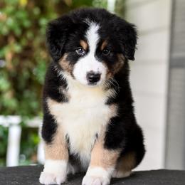 Miniature American Shepherd Puppies from Bonbelle
