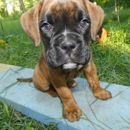 Boxer Puppies from Boxers vom Norden