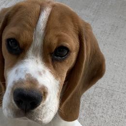 Beagles from Banashko's Beagles