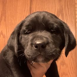 Labrador Retriever Puppies from Cary’s Buck Creek Retrievers