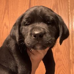Labrador Retriever Puppies from Cary’s Buck Creek Retrievers