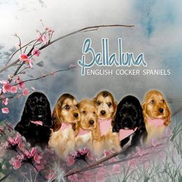 English Cocker Spaniel Puppies from Bellaluna