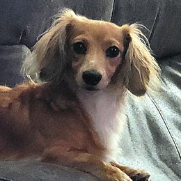 Eddie - Dachshund