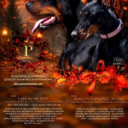 Doberman Pinscher puppies from Snell's Superior Kennel Dobermann & GSP