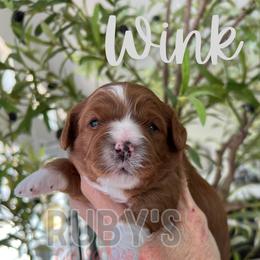 Wink - Red female Cavapoo puppy in West Jordan, Utah from Ruby's Cavapoos