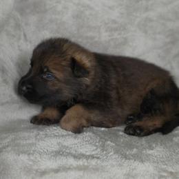 Orange Boy - Sable Coat - Sable male German Shepherd puppy in Elijay, Georgia from Mission K9