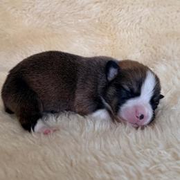 Boy 3 - male Pembroke Welsh Corgi puppy in Drain, Oregon from Sunnydale Corgis