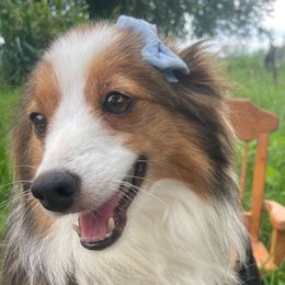 Sammy - Toy Australian Shepherd