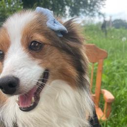 Sammy - Toy Australian Shepherd