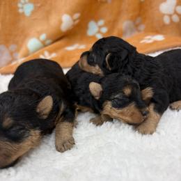 Third Pick - Black and tan female Welsh Terrier puppy in West Plains, Missouri from Sycamore Ridge Puppies