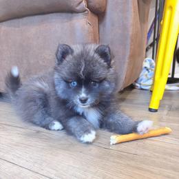 Jaxon - Black and white male Pomsky puppy in Tonasket, Washington from Washington Pomskies