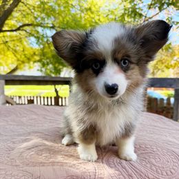 Lily - Blue merle female Miniature American Shepherd puppy in Chubbuck, Idaho from Sunny J Corgis and Mini Americans
