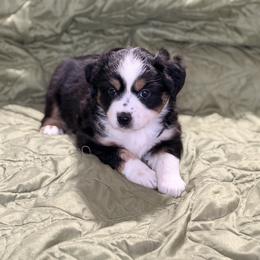 Black Tri Female number 1 - Black tri female Miniature American Shepherd puppy in Cowlitz County, Washington from Pleasant Woods Miniature American Shepherds