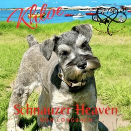 Khloe - Miniature Schnauzer