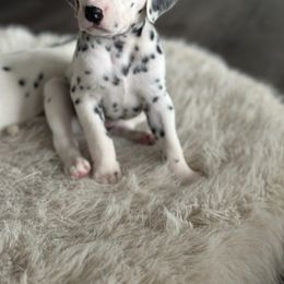 Dalmatian Puppies from Pawsitively Spotted