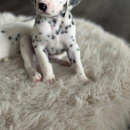 Dalmatian Puppies from Pawsitively Spotted