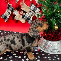 Miss Scarlett - Dapple female Dachshund puppy in Ben Wheeler, Texas from P&P Dachshunds