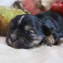 Finn - Black and gold male Yorkshire Terrier puppy in Eastland, Texas from Peach Yorkies