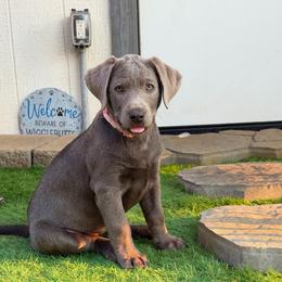 Pink collar - Silver female Dilute Retriever puppy in Valley Center, California from Stunning Silver Bullets Labradors