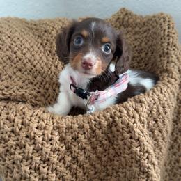 Tilly - Piebald female Dachshund puppy in North Fort Myers, Florida from Trust Fund Devil Kennel