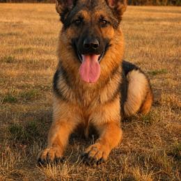 Aidar vom Gannett - Sable male German Shepherd puppy in Saint John, Washington from vom Gannett