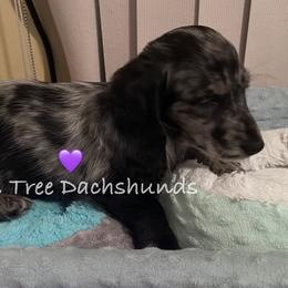 Dachshund Puppies from Piper’s Tree Dachshunds