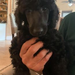 Poodles from Karen Kazma's Poodles