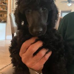 Poodles from Karen Kazma's Poodles