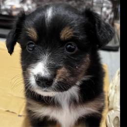 Black Tri Female-Luna - Black tri female Miniature Australian Shepherd puppy in Denair, California from CenCal Mini Aussies
