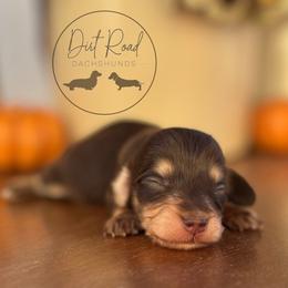 Boy 4 - Chocolate and cream male Dachshund puppy in Town Creek, Alabama from Dirt Road Dachshunds