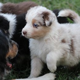 Spyros - Red merle male Australian Shepherd puppy in Ceres, California from Knight's Aussies