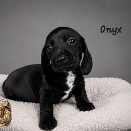 Onyx - Black male Dachshund puppy in Greenfield, Ohio from Buck Run Creek Dachshunds