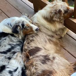Dixie Cactus - Red merle female Australian Shepherd puppy in Statesville, North Carolina from Charming Australian Shepherds