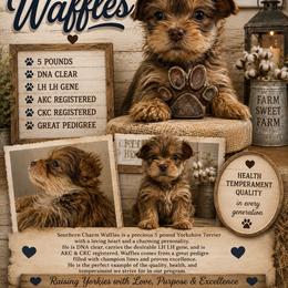 Mr Waffles - Gold male Yorkshire Terrier puppy in Dalton, Georgia from Southern Charm Precious Paws