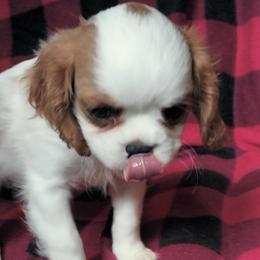 Obi-Wan - Blenheim male Cavalier King Charles Spaniel puppy in Franklin, North Carolina from Cavaliers of the County Macon
