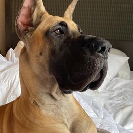 Great Danes from 7Sisters Great Danes